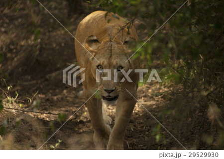 lioness 29529930
