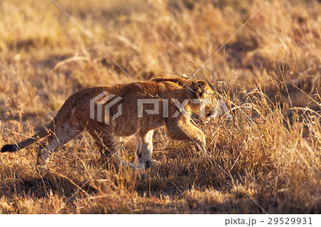 lioness 29529931