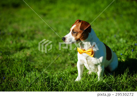 Purebred Jack Russel Terrier dog With yellow bow 29530272