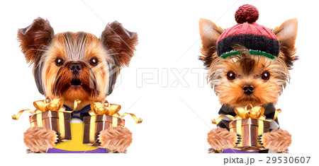 Funny dogs holding gifts. Holidays concept 29530607