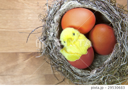 Toy chicken in a shell of bright Easter egg in a n 29530683