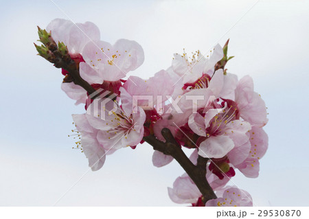 あんずの花 29530870