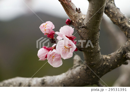 杏の花 29531391
