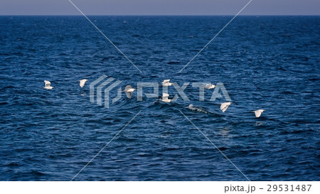 Cattle egret (Bubulcus ibis) group 29531487