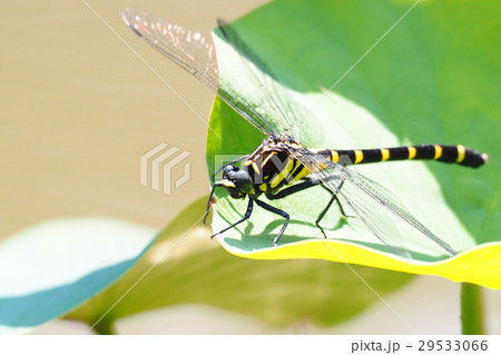 コオニヤンマ（メス） 29533066