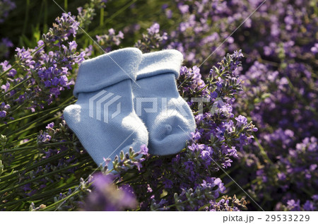 Lavender field with baby blue socks Lavender field with baby blue socks 29533229