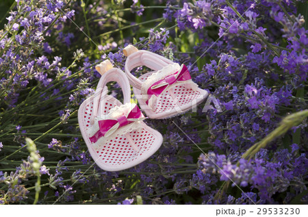 Lavender field with baby girl shoes on a stem Lavender field with baby girl shoes on a stem 29533230