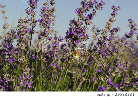 Lavender oil in a stem in the field 29533231