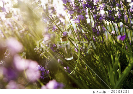 Lavender essential oil in the field 29533232