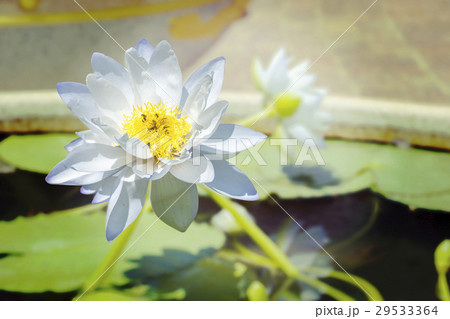 Beautiful white waterlily with clipping path. Beautiful white waterlily with clipping path. 29533364