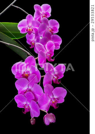 Purple Orchid on a black background Purple Orchid on a black background 29533821