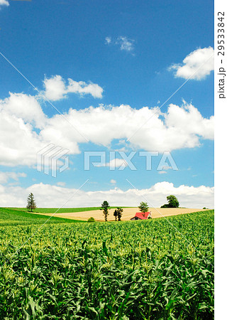 美瑛の赤い屋根の家 29533842