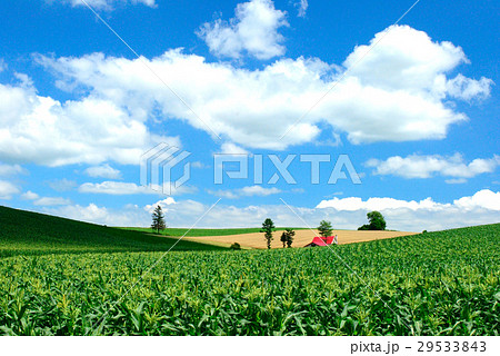 美瑛の赤い屋根の家 29533843