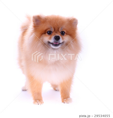 pomeranian dog cute pets on white background pomeranian dog cute pets on white background 29534055