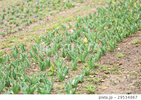 早春の花壇 29534867