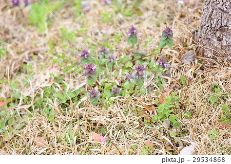 ヒメオドリコソウの花 29534868