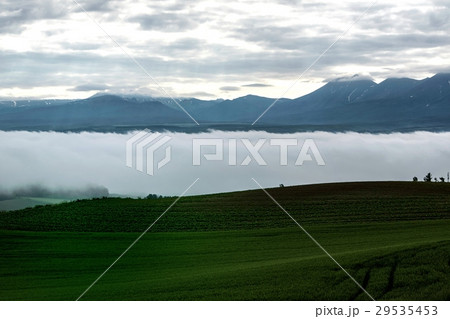 丘の風景 千望峠の朝 雲海 上富良野 丘の風景 千望峠の朝 雲海 上富良野 29535453