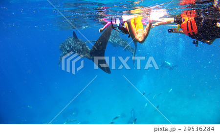 ジンベイザメ観察 親子 子供 フィリピン ジンベイザメ観察 親子 子供 フィリピン 29536284