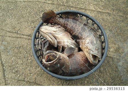 魚 魚類 サカナ 29536313