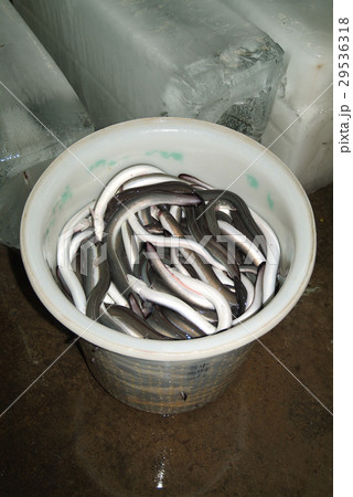 魚 魚類 サカナ 29536318