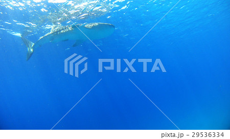 ジンベイザメ　サメ　水中写真　自然　野生 29536334