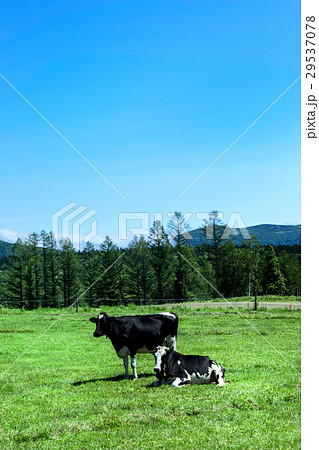北海道の牧場 牛 乳牛 北海道の牧場 牛 乳牛 29537078