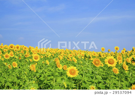 向日葵畑と夏の空 向日葵畑と夏の空 29537094