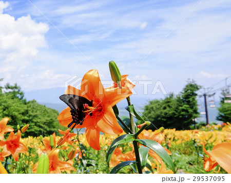 百合の花とクロアゲハ 百合の花とクロアゲハ 29537095