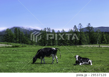 北海道の牧場 牛 乳牛 北海道の牧場 牛 乳牛 29537120