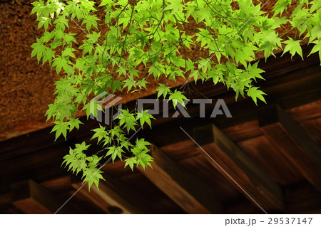 平林寺の新緑 29537147