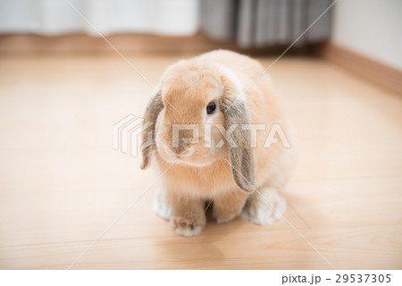 ペット　うさぎ 29537305