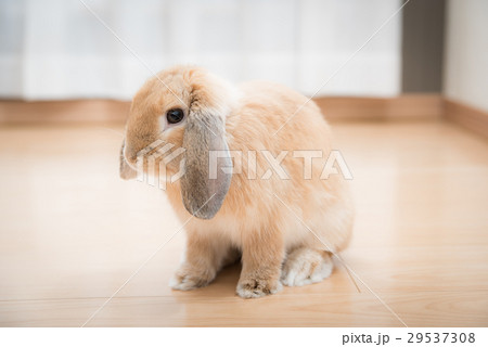 ペット　うさぎ 29537308