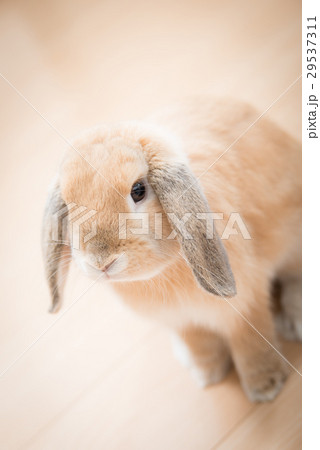 ペット　うさぎ 29537311