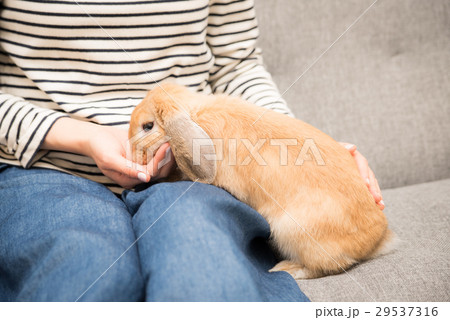 ペット うさぎ ペット うさぎ 29537316