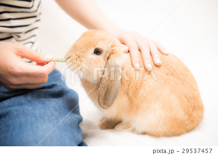 ペット　うさぎ 29537457