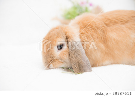 ペット　うさぎ 29537611