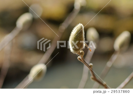 シデコブシ シデコブシ 29537860