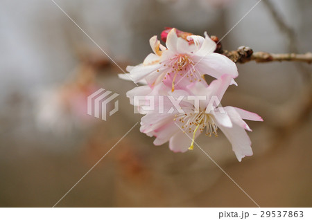 十月桜 十月桜 29537863