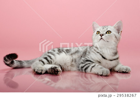 kitten 29538267