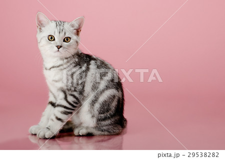 kitten kitten 29538282