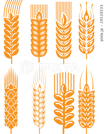 Wheat ears 29539533