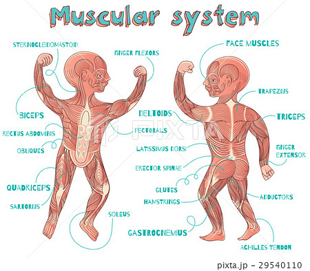 illustration of human muscular system for kids illustration of human muscular system for kids 29540110