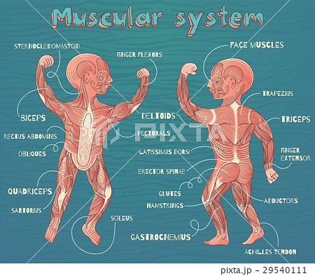 illustration of human muscular system for kids 29540111