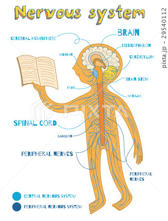 nervous system for kids diagram