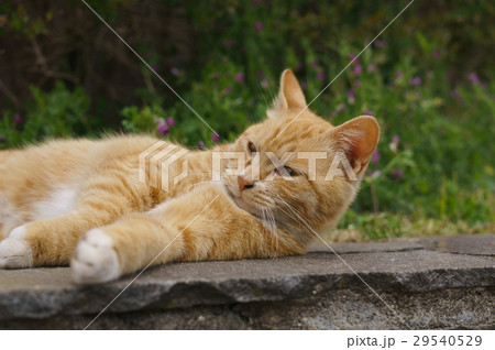 野良猫 29540529