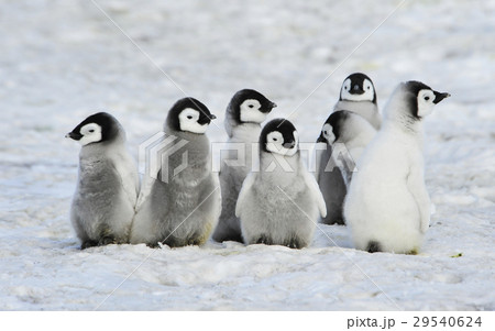 Emperor Penguins chicks Emperor Penguins chicks 29540624