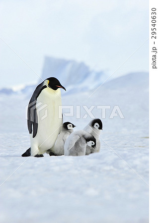 Emperor Penguins with chick 29540630