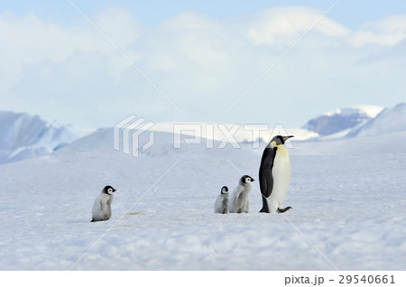 Emperor Penguins with chick Emperor Penguins with chick 29540661