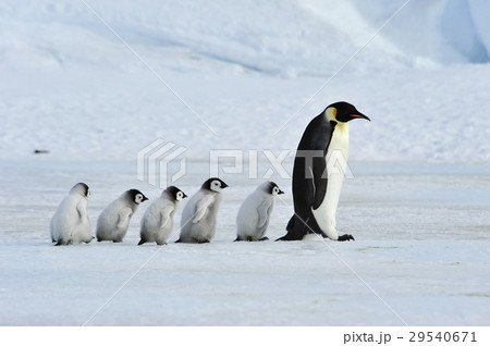 Emperor Penguins with chick 29540671