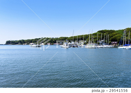 春の小網代湾　ヨットハーバー 29541556
